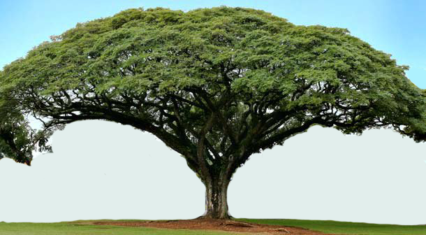 Betapa pentingnya pohon besar | Online Green Activist