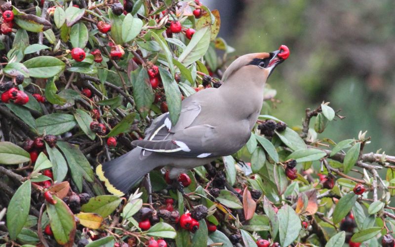 WAXWING      DUNDALK