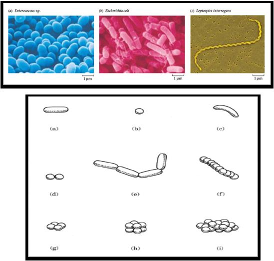 Bentuk dan Struktur Sel Prokariotik Bacteria dan Archaea BOEMELIND