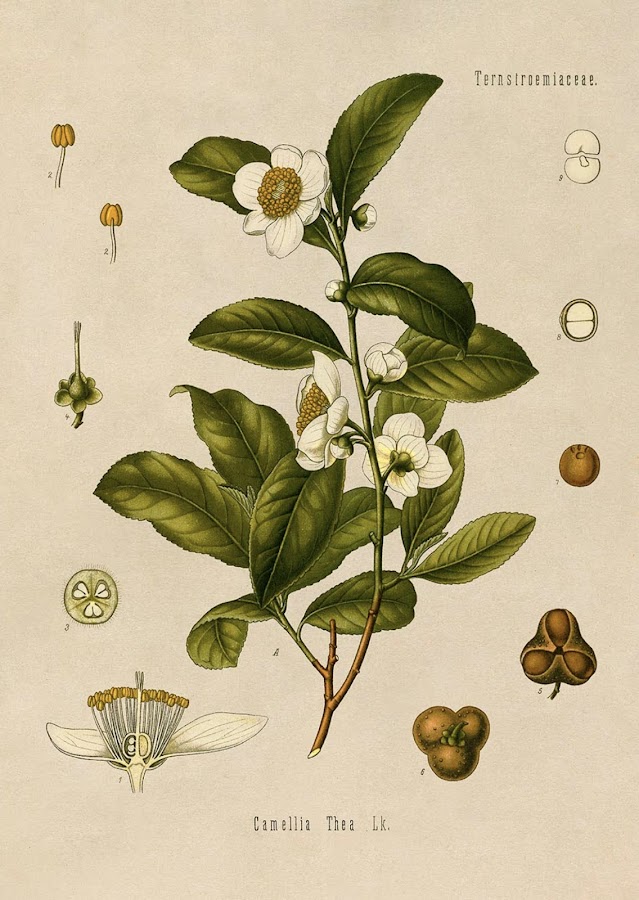 Camellia Sinensis