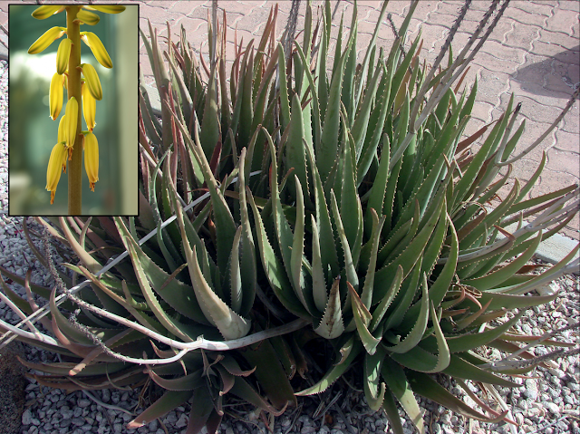 ALOE VERA(MSHUBIRI) HEALTH BENEFITS WHICH YOU DIDN'T KNOW