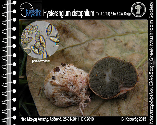 Hysterangium cistophilum (Tul. & C. Tul.) Zeller & C.W. Dodge