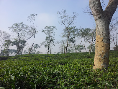 Tea Garden