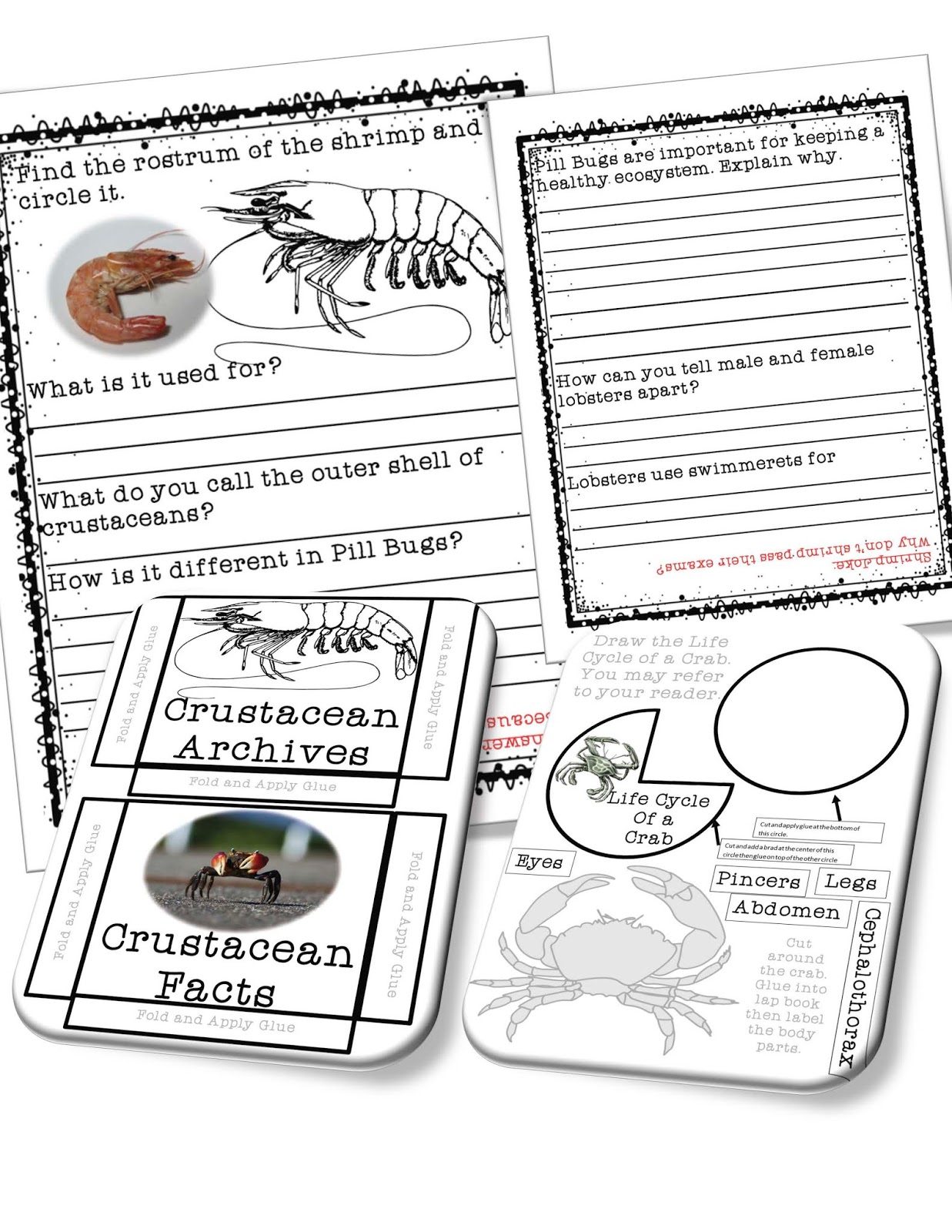 Crustacean essays 04 picture