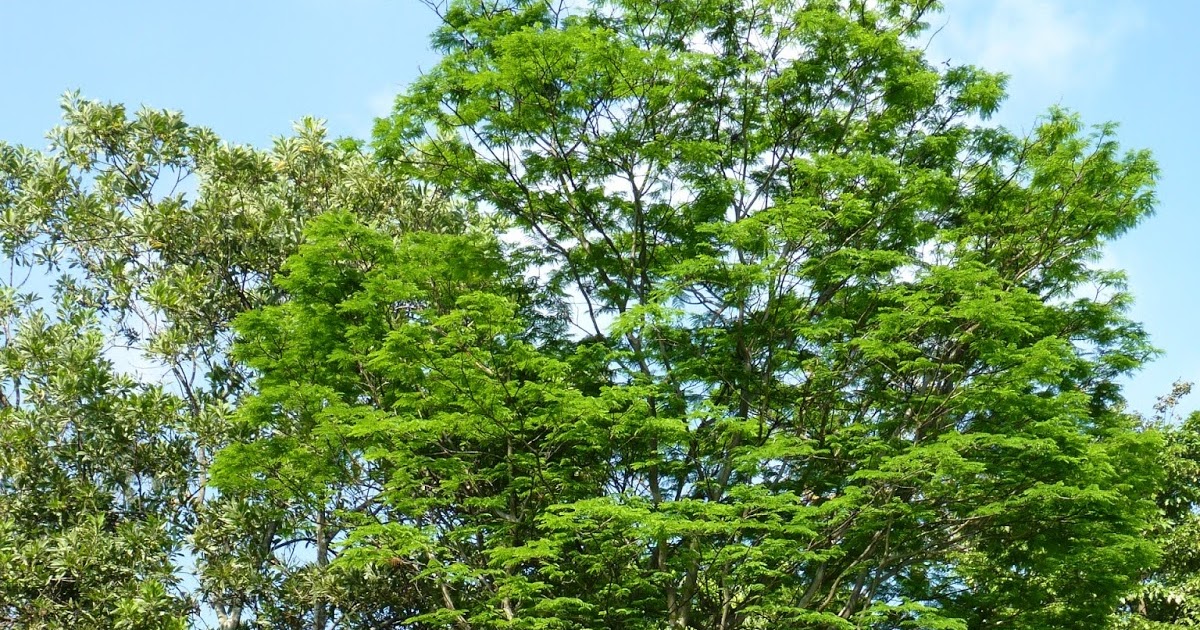 ARBORETUM ÁRBOLES FANTÁSTICOS, El ébano