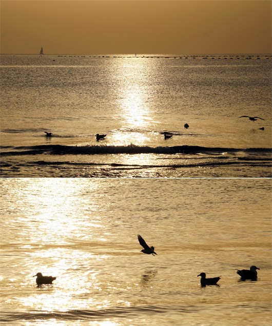   sea gulls in the morning sun