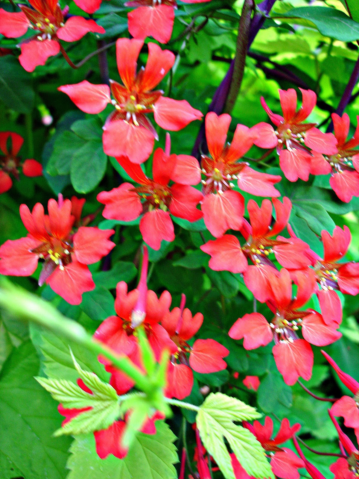 The Outlaw Gardener: Tropaeolum speciosum, favorite in the garden..this week.