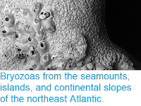 https://sciencythoughts.blogspot.com/2017/11/bryozoas-from-seamounts-islands-and.html