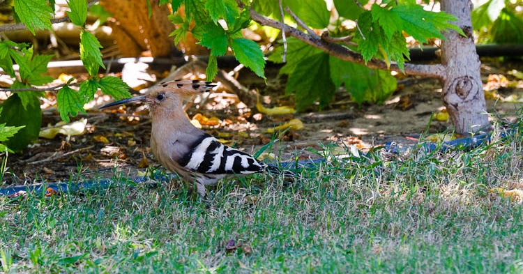 wildbird hoopoe