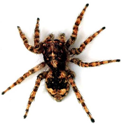 SPIDERS