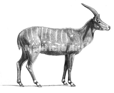 bovidae extinct Miotragocerus
