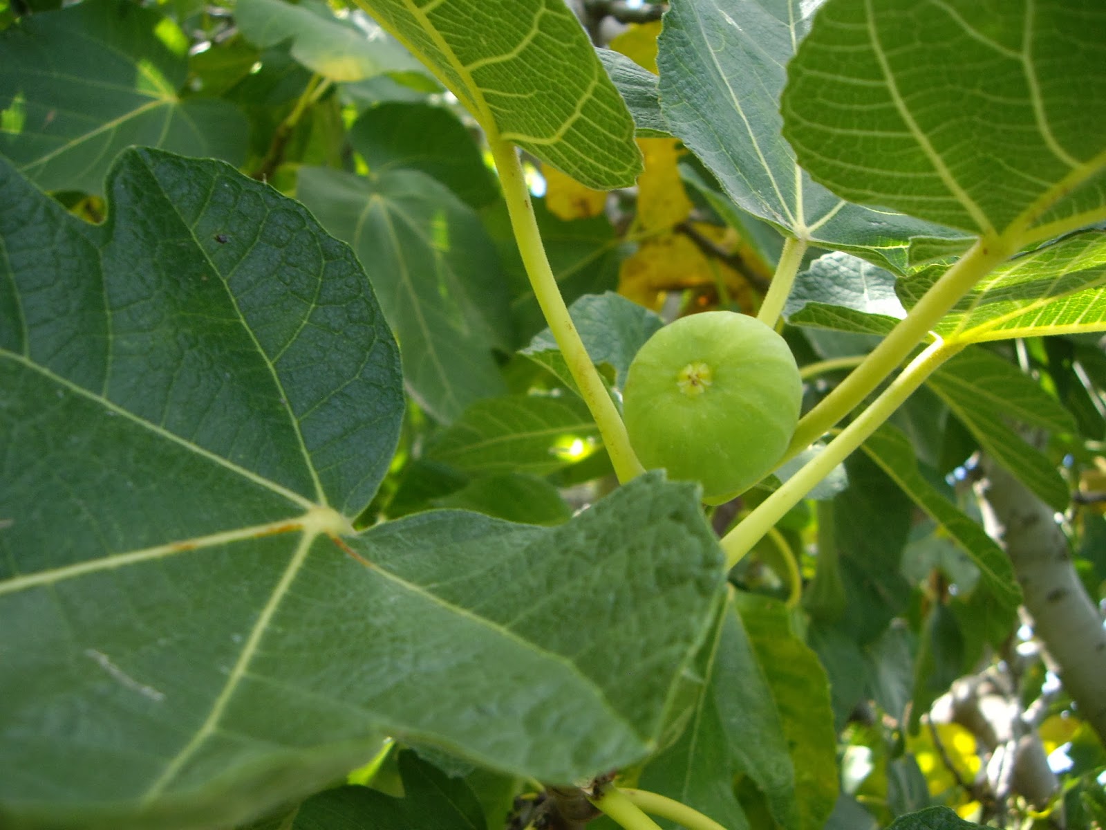 La Mar de VeRde: FICUS CARICA O HIGUERA