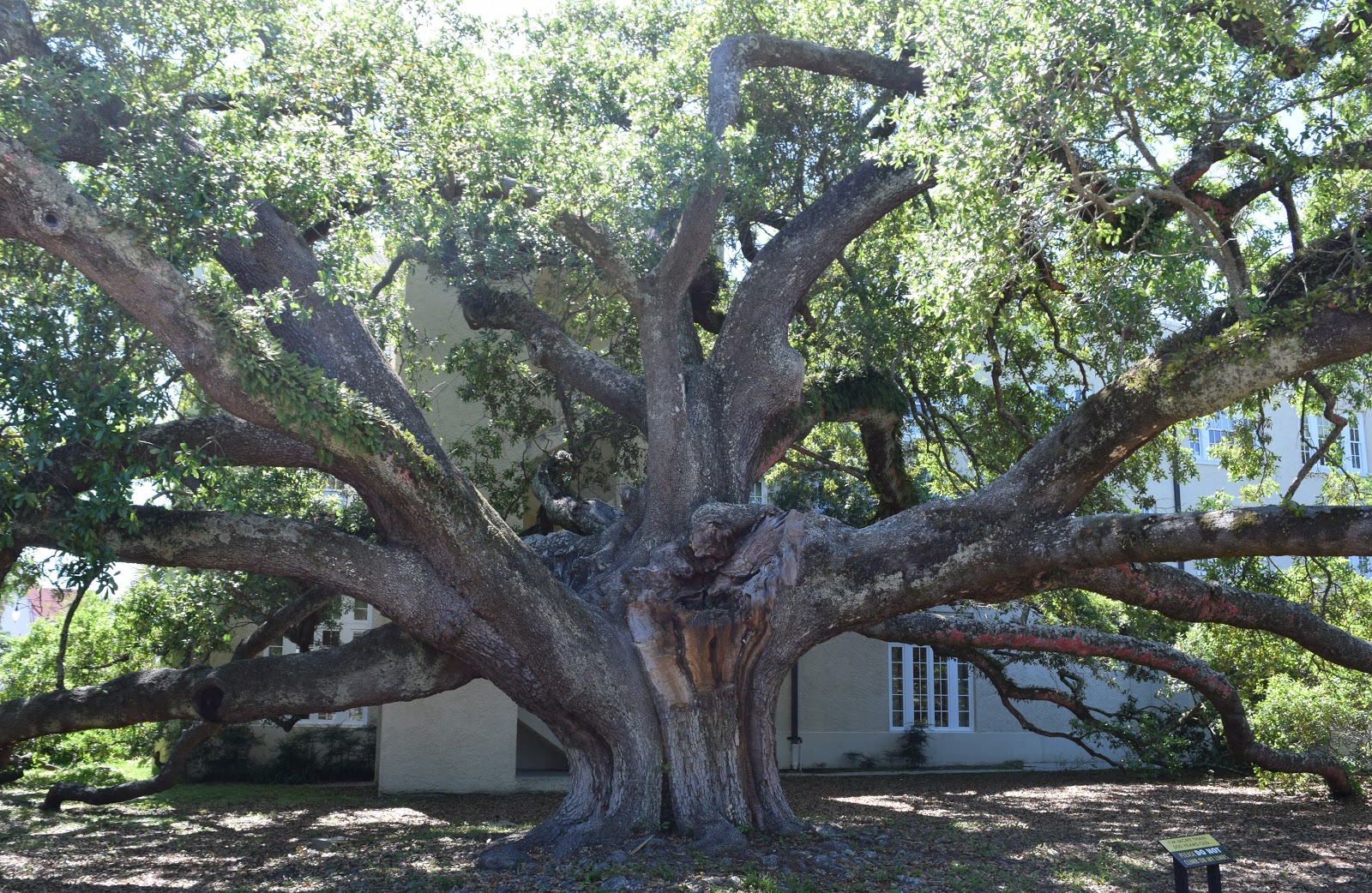 HappiLeeRVing The Friendship Oak Gulfport, Mississippi