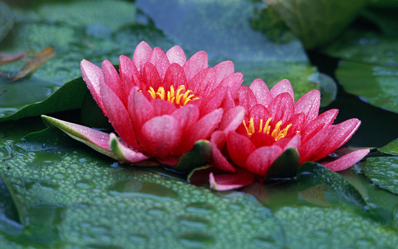 Red Lotus Flower Flower HD Wallpapers Images PIctures Tatto