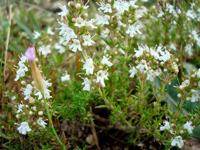 MI HERBARIO DEL JILOCA Thymus zygis.
