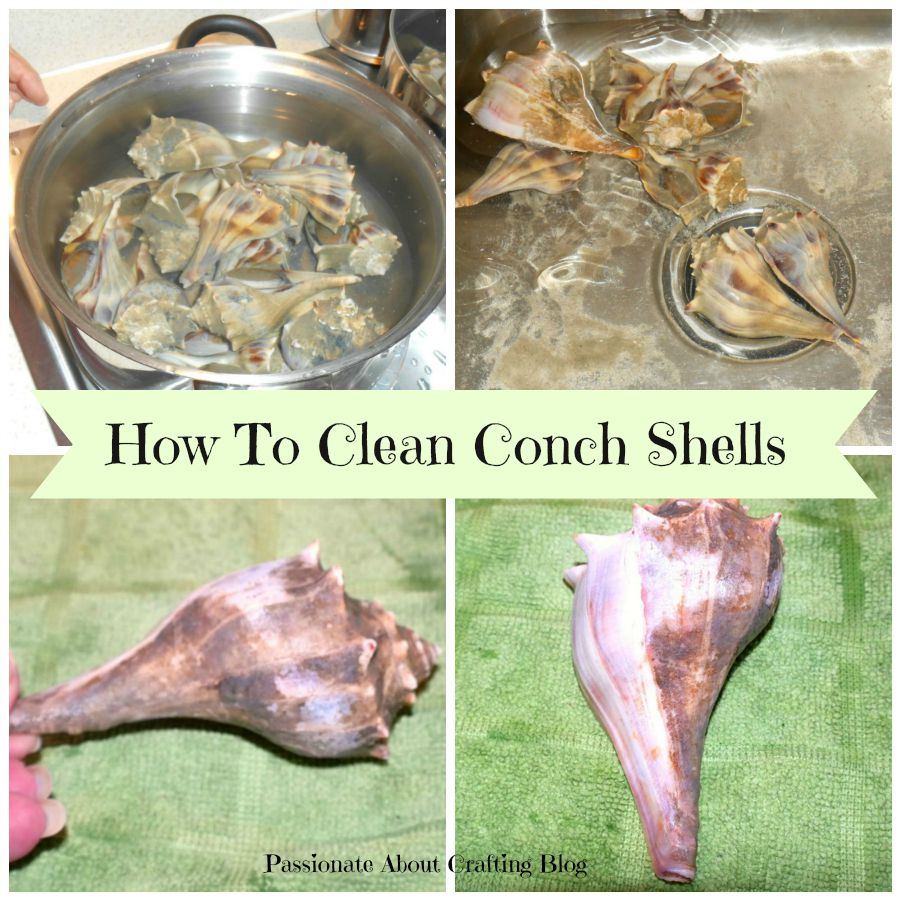 Passionate About Crafting How to Clean Conch Shells and Whelk Shells