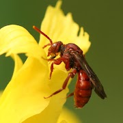 Ordo-Ordo Parasitoid (Hymenoptera)