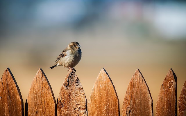 Sparrow sitting on a wooden fence
