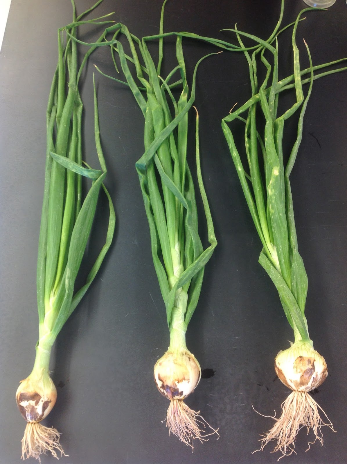 NMSU Plant Clinic Pink Root on Onions