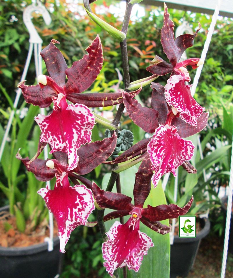 gogreendiscovery ORCHID plants for sale update April2016