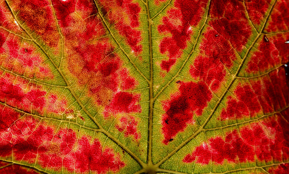 От чего изменяется окраска листьев. Изменение окраски листьев. Пигменты листьев осенью. Листья меняют цвет. Изменение окраски листьев растений.