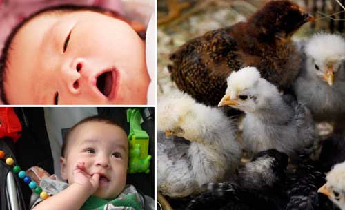 Nobuyuki Oshima 赤ちゃんと刷り込み