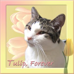 Tulip, Forever