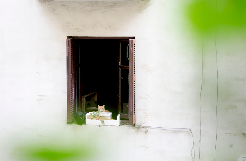 vecinos patio interior fotografía gatos