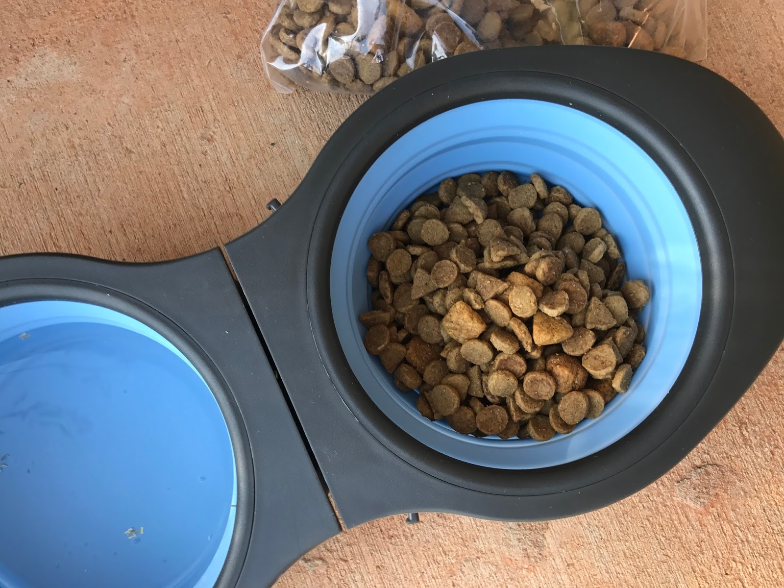 How to Keep Your Pup Safe When You're Out & About - A Paper Arrow