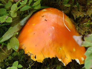 Amanita muscaria var. aureola DSC45546
