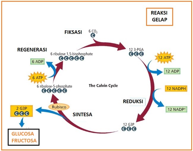 skema diagram siklus calvin - Memahami Dasar-Dasar Fotosinte...