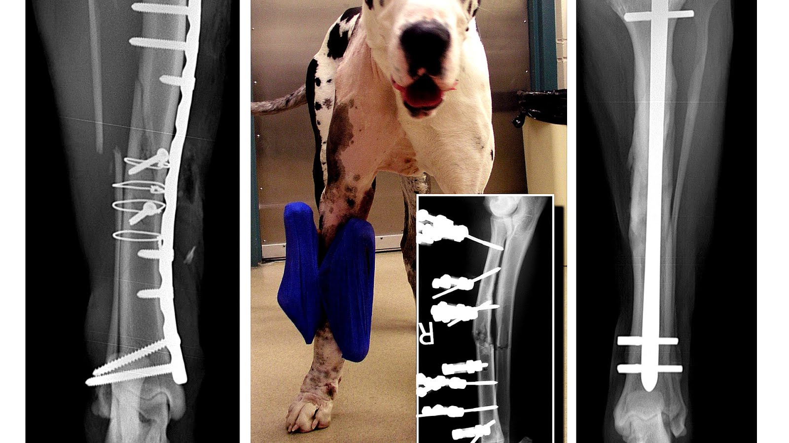 Orthopedic Surgery For Dogs Dog Choices