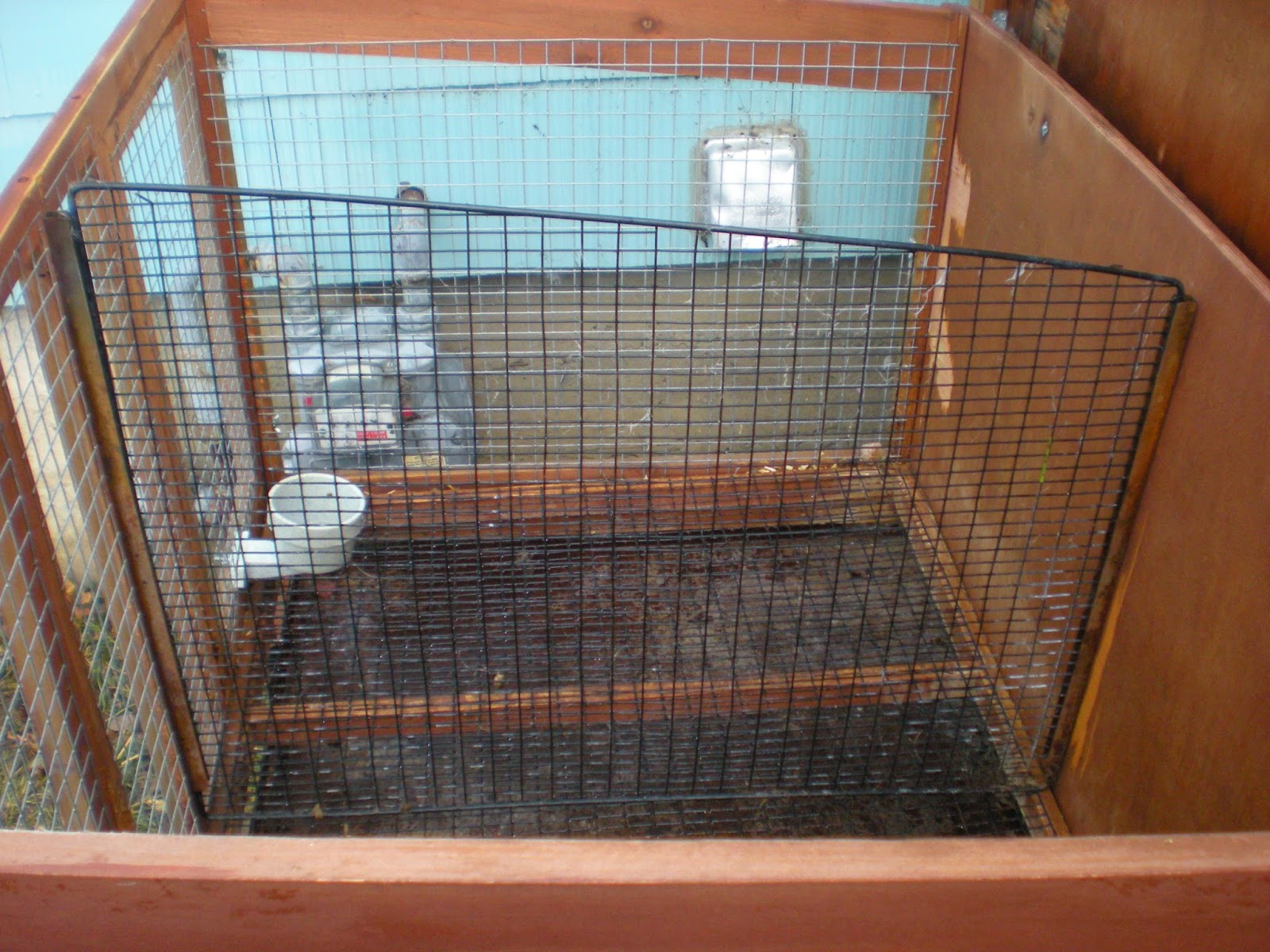 SHAMROCK RABBITS Rabbits, Bunnies & Cages for Sale as of April 10th, 2015