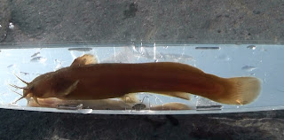 東京淡水魚図鑑