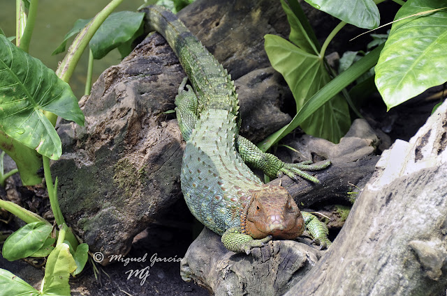 Iguana de Cabeza Roja