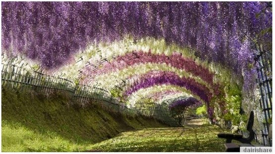 Inilah Pokok Bunga Yang Paling Indah Di Dunia - kopipasss