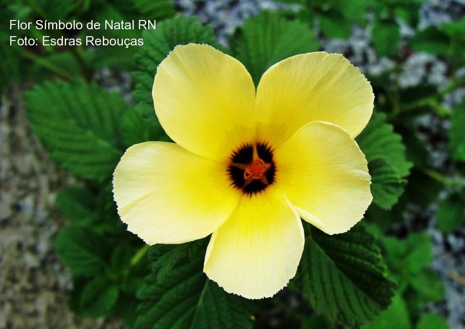 VENTO NORDESTE: XANANA - FLOR - SÍMBOLO DE NATAL