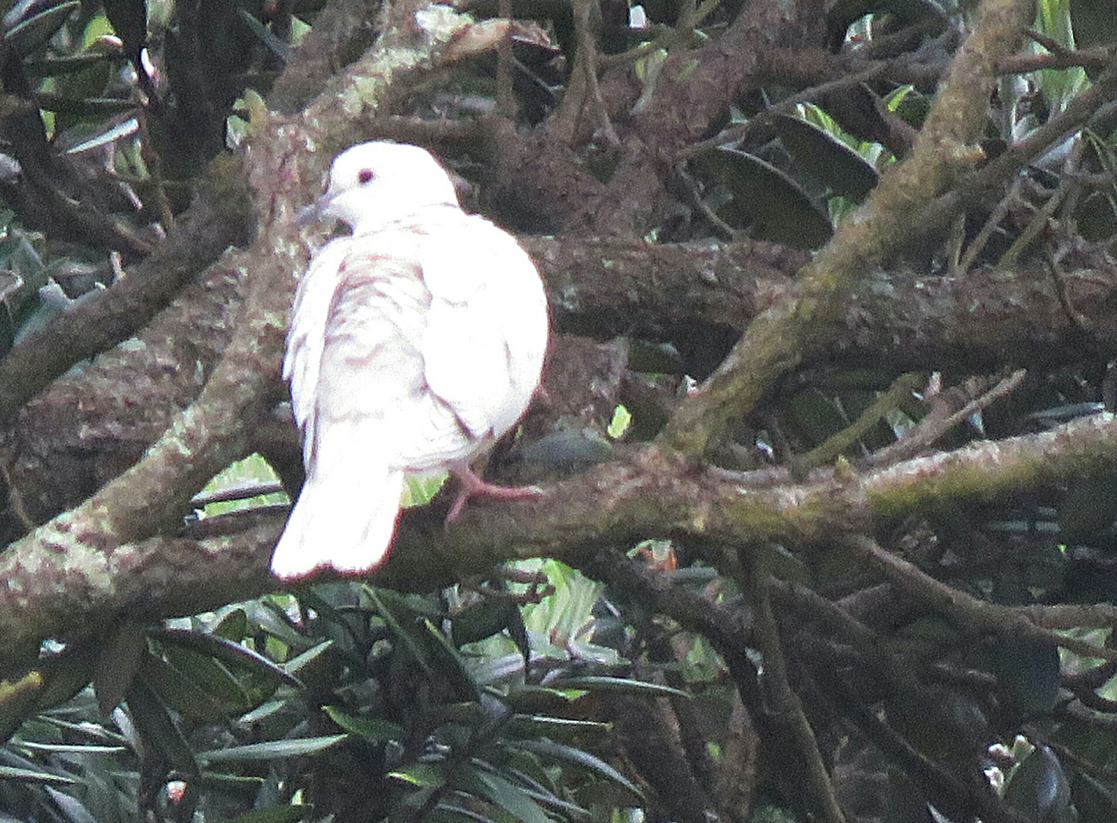 Bird & Travel Photos, Birding Sites, Bird Information AFRICAN COLLARED