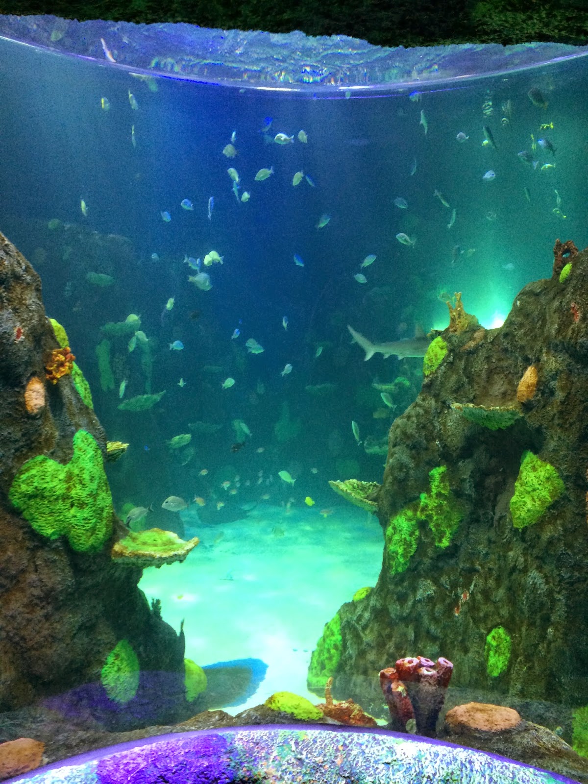 A GEEK DADDY Sea Life in Michigan Metro Detroit's New Aquarium