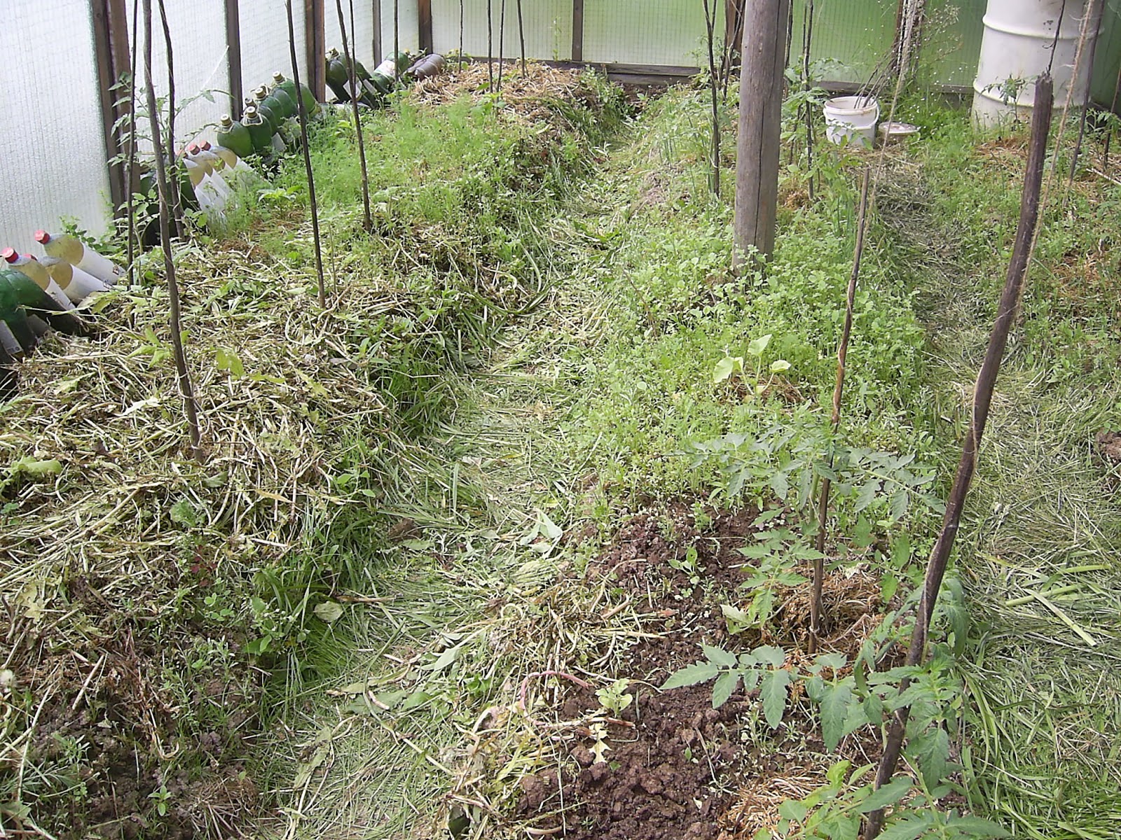 перекопка сидератов. трава сидераты для огорода. сидераты со стержневой корневой системой. сидераты в теплице. зеленые удобрения сидераты.