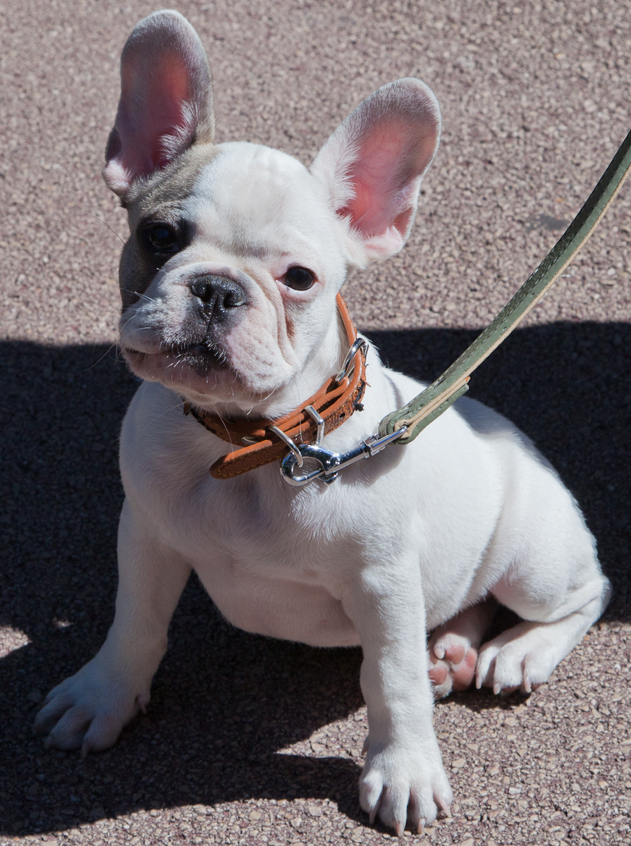 RIVIERA DOGS: Orazio from Lake Como