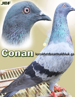 Burung Legendaris Merpati Kolong Juara Nasional Karakter Makhluk Hidup