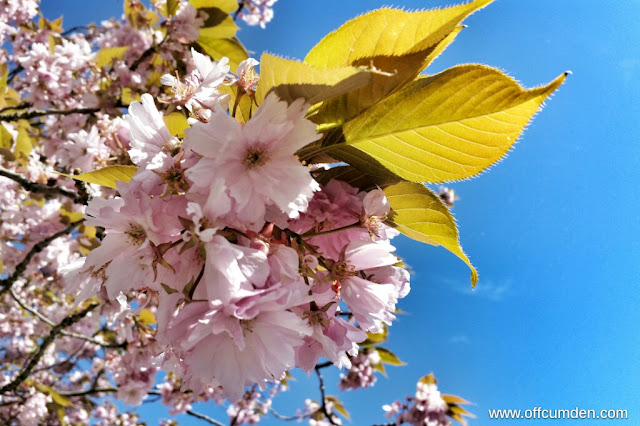 Cherry blossom blue sky
