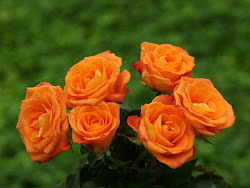 orange roses flower rose