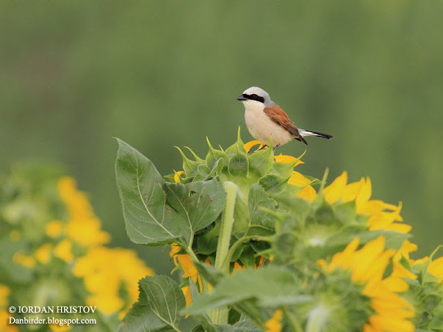 Red-backed Shrike photography in Bulgaria