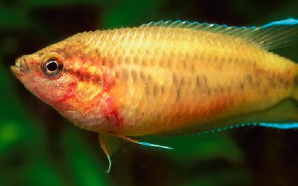 akvaryum ve canlilari