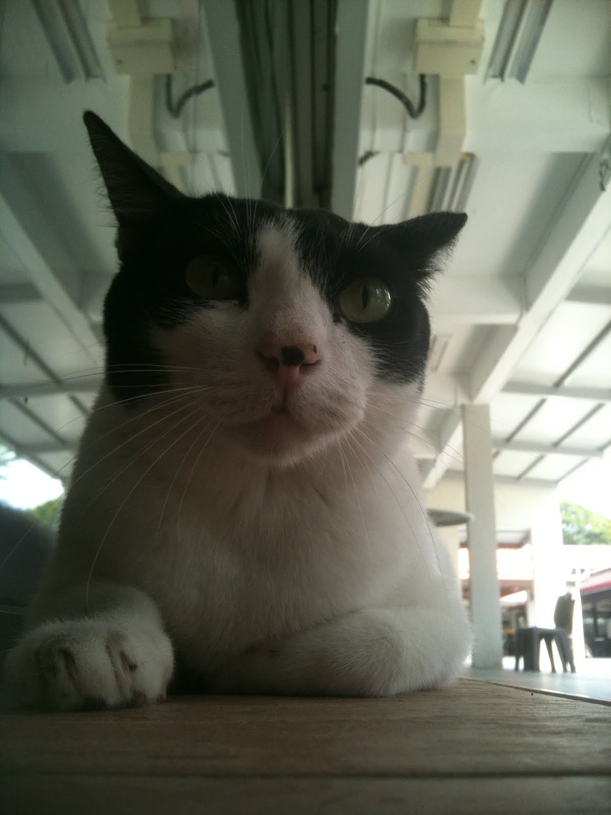 Singapore Community Cats Hair Salon Community Cat called Lucy