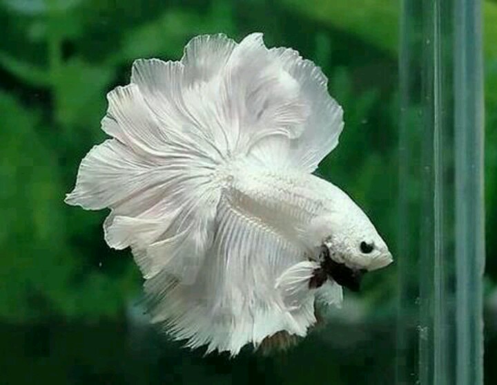 JOE'S AQUAWORLD FOR EXOTIC FISHES MUMBAI INDIA 9833898901 aquarium