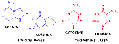 Purine bases and pyrimidine bases