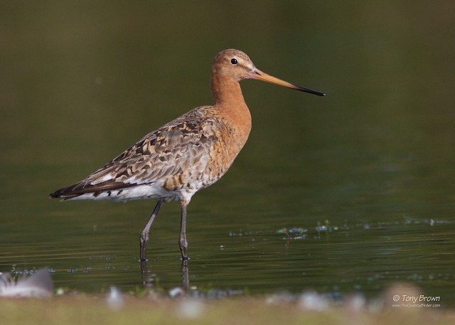 Black-tailed Godwit Wanstead Flats, London